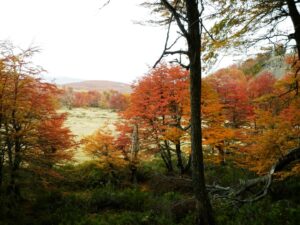 Lee más sobre el artículo Capacitación docente en Chubut para la protección y uso sostenible de los bosques patagónicos