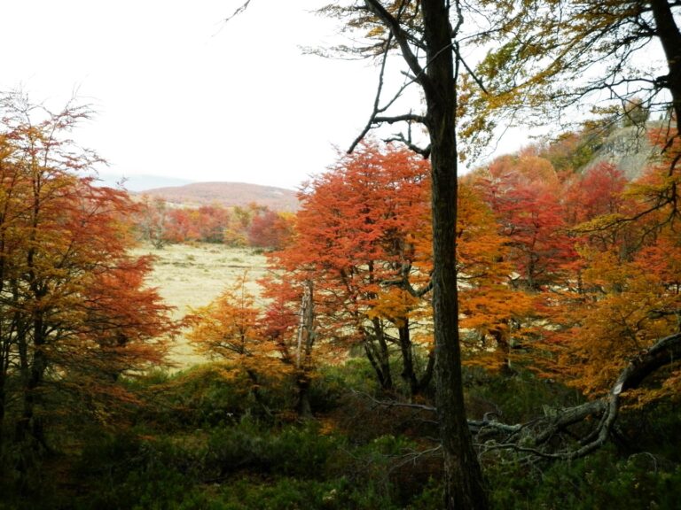 Lee más sobre el artículo Capacitación docente en Chubut para la protección y uso sostenible de los bosques patagónicos